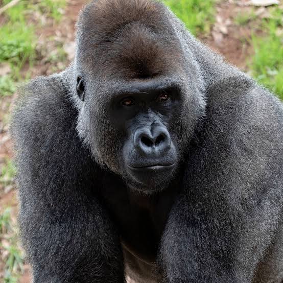 Gorila